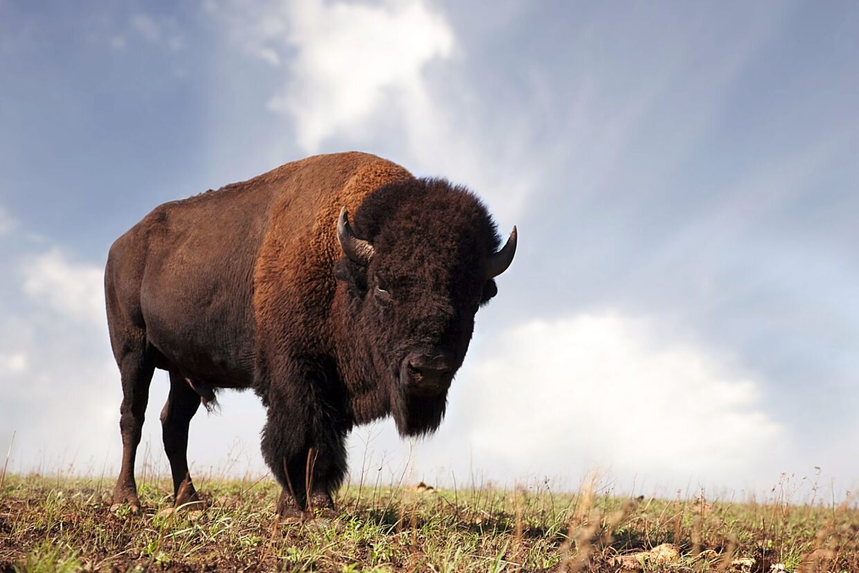 bison_3.jpg