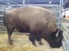 grand-champion-male-2011_fs