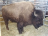 reserve-champion-bull-2011_fs