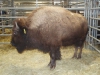 reserve-champion-female-2011_fs